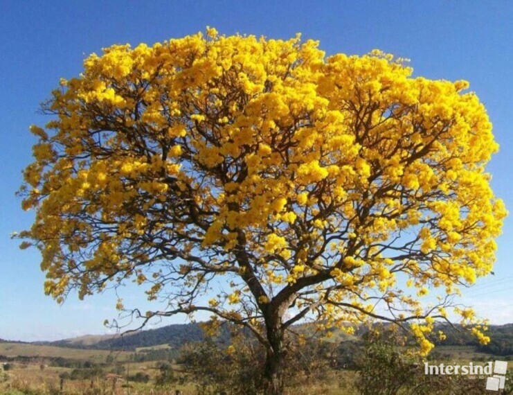 004 - Ipê amarelo