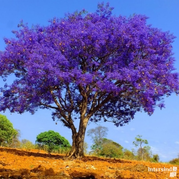 005 - Jacarandá