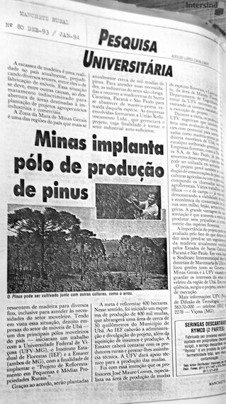 004 - Plantação de Pinus (janeiro 1994)